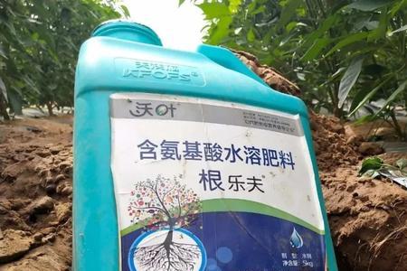 生根剂用多了怎样解除药害