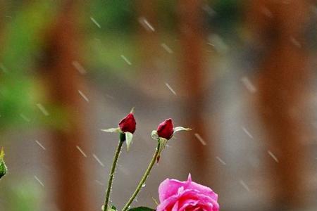 花儿在雨中开放改为拟人句