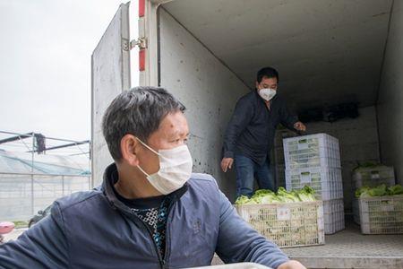 菜农怎么把菜卖给批发市场