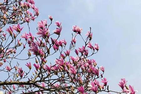 陌上人家，花落花开什么意思