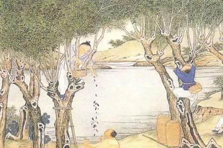 明清时期农村经济发展的特点