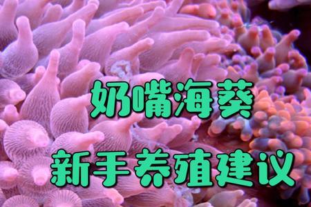 奶嘴海葵天天喂可以吗