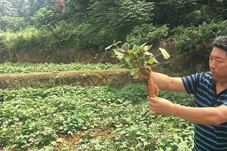 湖南地瓜种植时间