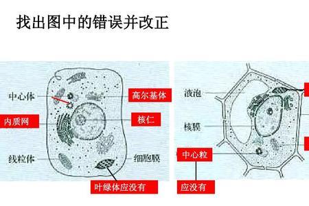 高尔基体是异质性细胞器吗