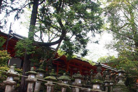 森林神社怎么过