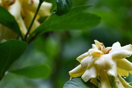 海岛栀子花优缺点