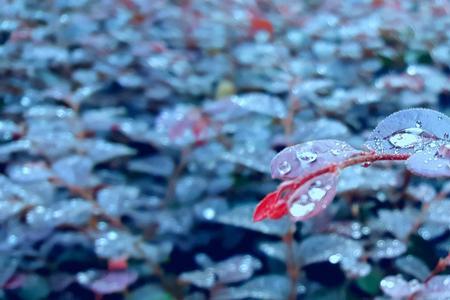 朦胧夜雨里含义