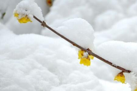 瑞雪兆丰年是几月