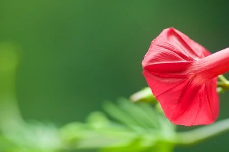 红色的牵牛花象征什么