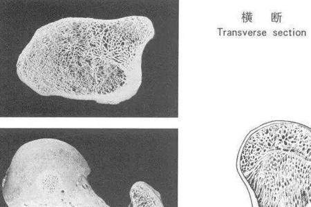 什么动物骨头带骨小梁