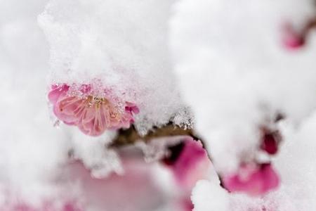 雪梅傲霜意思