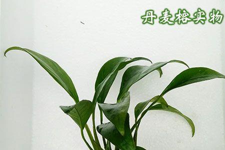 丹麦榕种植方法