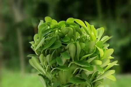 央视十大除甲醛植物排行榜