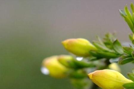 蒙蒙的春雨，像什么