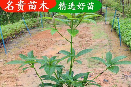 金丝楠木在河南南部能种植吗