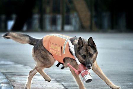 训练搜救犬需要考证吗