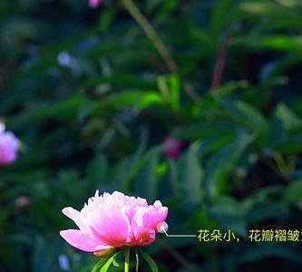 芍药花枝条细弱是怎么回事