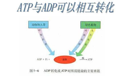 生物化学产生atp途径有哪些