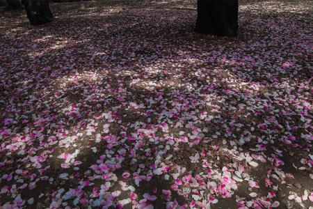 花溪落 歌词