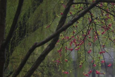 洛阳春雨湿芳菲全诗含义