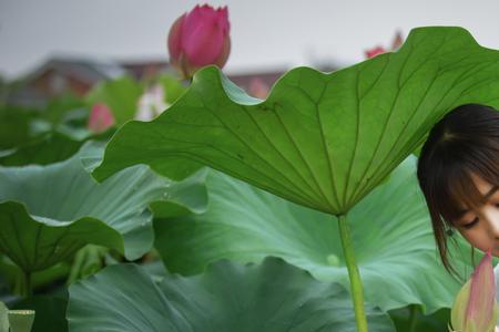 小荷初雨歌词表达什么意思