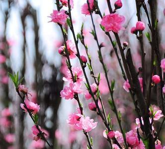 春风吹桃花的句子