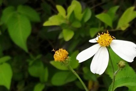 照样子写词语一什么野菊花