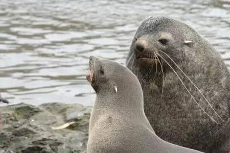 如何区分海象、海豹和海獭