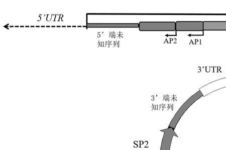 src基因产物是什么