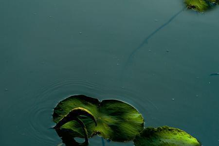 风雨吟赏析