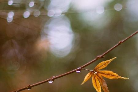 冬雨霏霏是什么意思