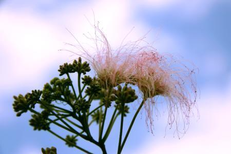 花开又花落歌曲原唱