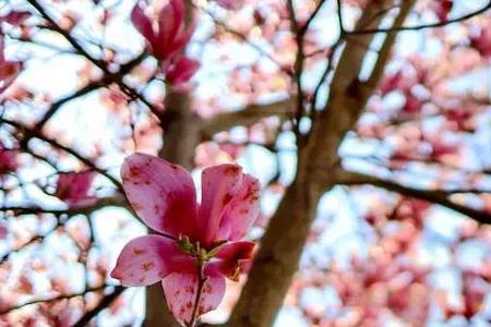 花开时节再相见歌曲原唱