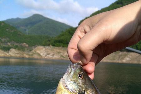 如何做钓太阳鱼的饵料面粉版