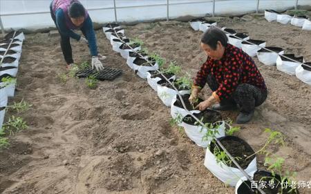 楼顶种菜怎样避免重茬