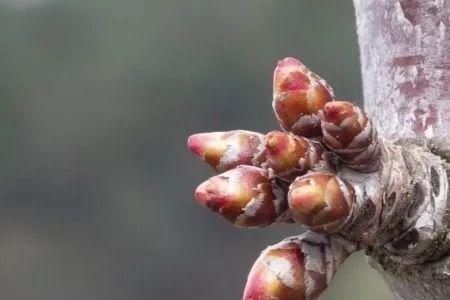 梅花的花芽和叶芽图片