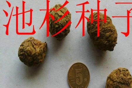 杉树种子怎么采集