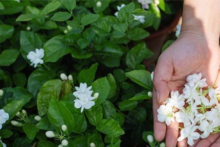 茉莉花为什么晚上开放