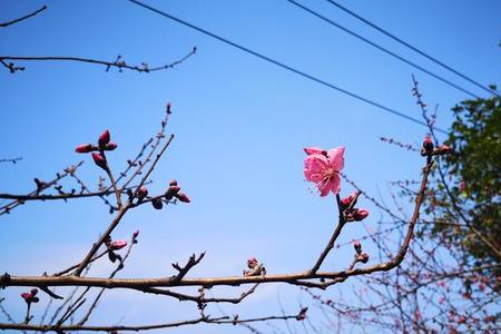 百花盛开的春天令人陶醉反问句