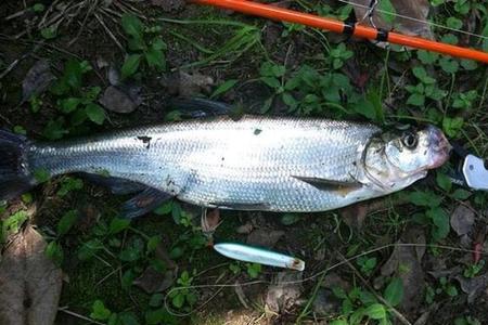 浑水路亚翘嘴鱼钓深还是钓浅