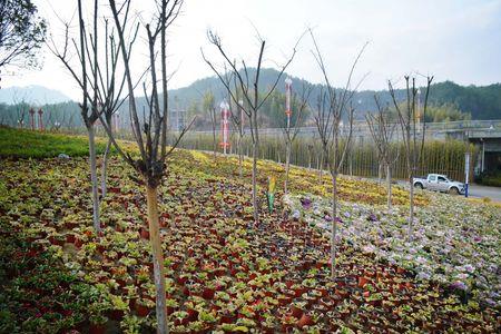 山坡上开满了鲜花,什么什么的