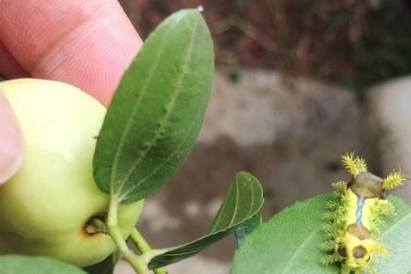 田里的害虫谁来捉