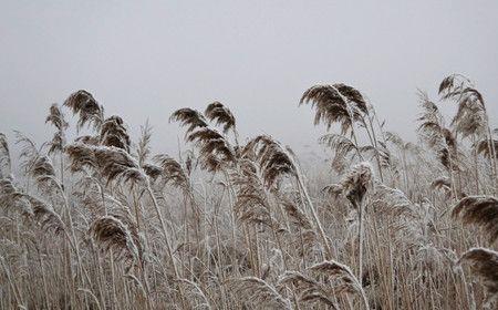 听风与凤窃语什么意思