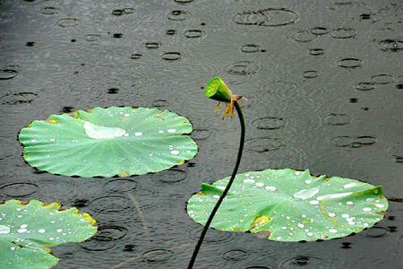 雨水的声音如同什么