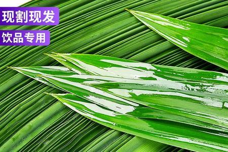 斑斓叶是什么植物