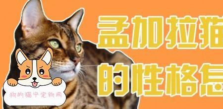 孟加拉猫的性格怎样