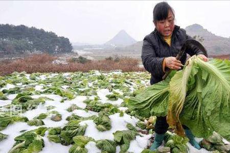 大白菜冷冻保存方法