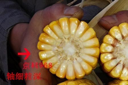 成玉668京科252哪个好