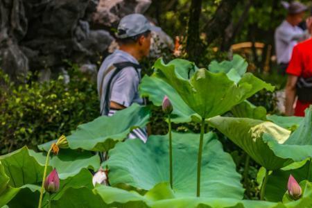 2022年的石家庄市的的荷花开了啊