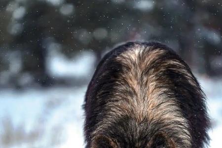 蓝湾牧羊犬身高体重